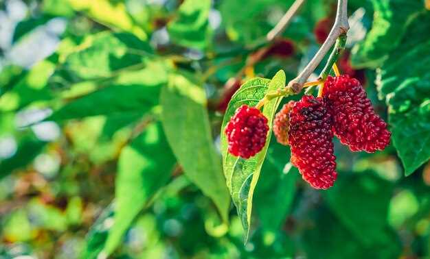 Les framboises et mûres comme symboles