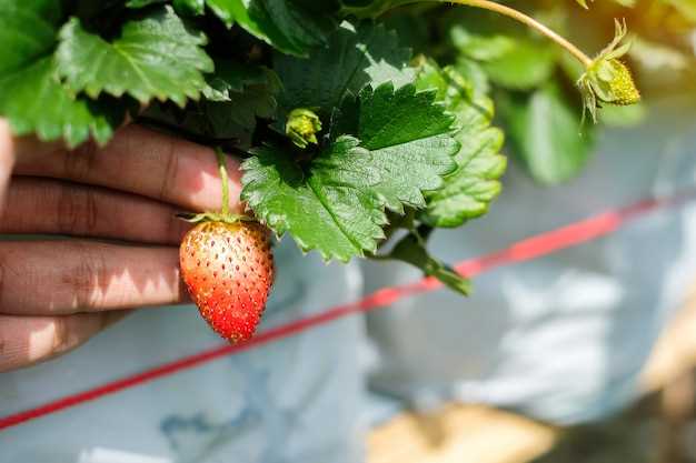 Intrigante symbolique de la grande fraise rouge