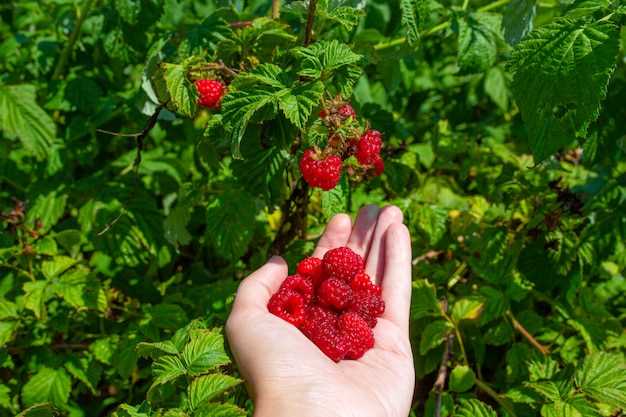 1. Manger des framboises dans un rêve