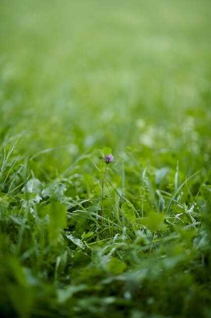 Les herbes envahissantes : un signe de situations oppressantes