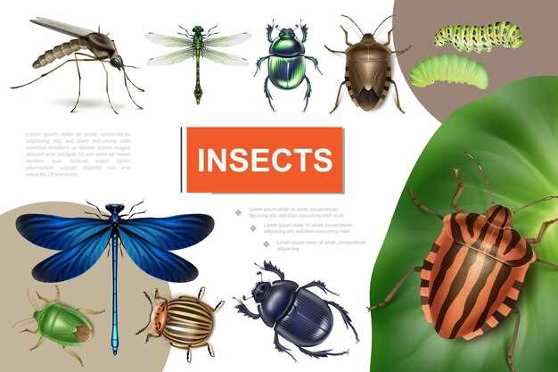 Symbolisme des gros insectes volants dans les rêves