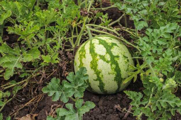 Gros melon en psychanalyse