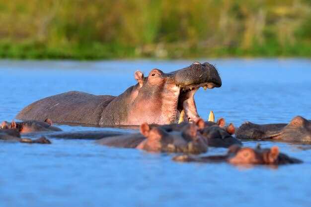 L'hippopotame comme symbole de protection