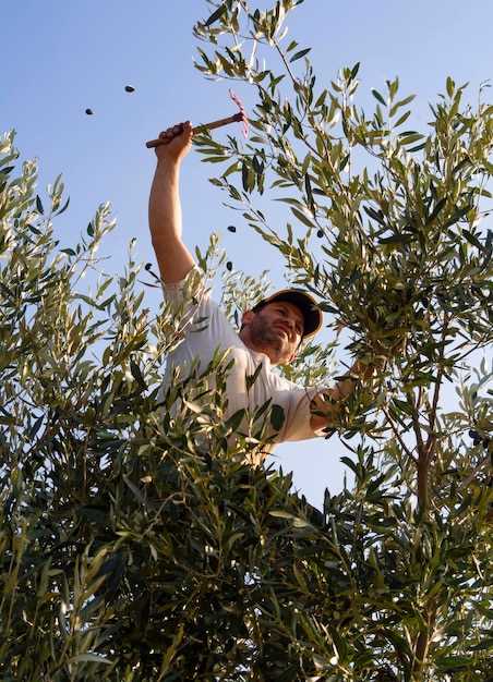 Les olives sur l'arbre: un message de préparation et d'attente