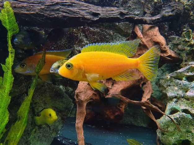Signification de la présence d'un poisson mort dans l'aquarium en rêve