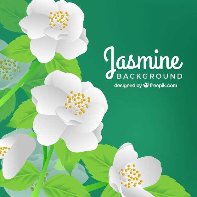 Le jasmin blanc dans la culture française