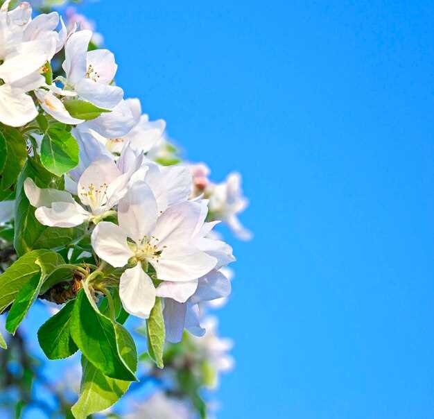 Le jasmin blanc dans la culture orientale