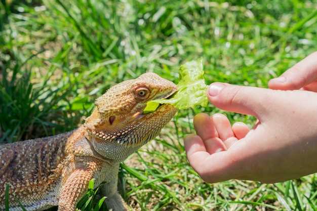 Les lézards verts en rêve : un avertissement ou une prémonition ?