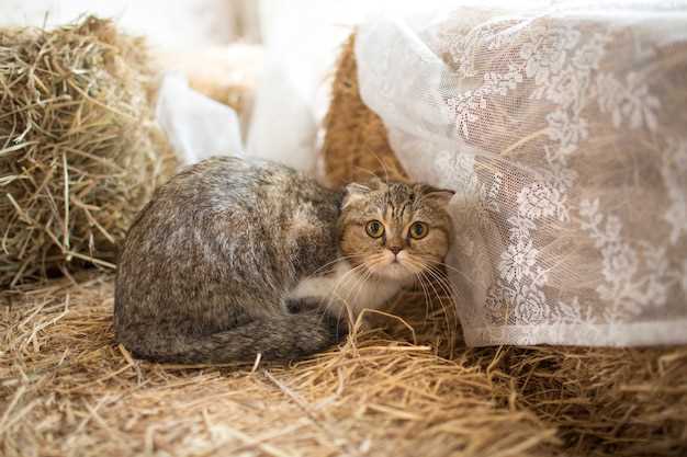 Le lien entre les chatons et les émotions