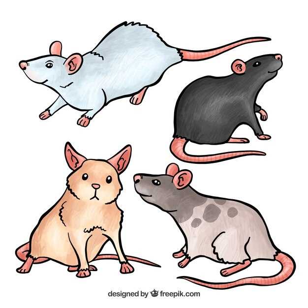 Les croyances populaires liées à la souris grise en rêve