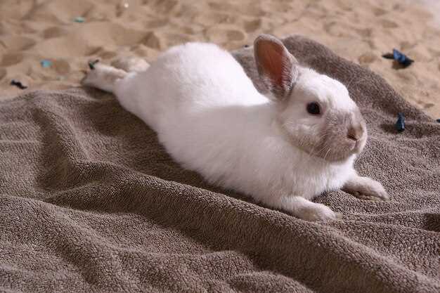 Laine de lapin en rêve : une invitation à l'introspection