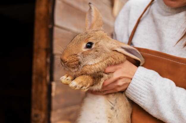 Les symboliques cachées derrière la laine de lapin en rêve