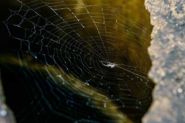 La toile d'araignée : un chef-d'œuvre de la nature