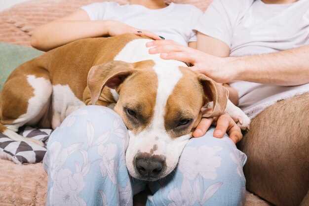 Le chien femelle en rêve