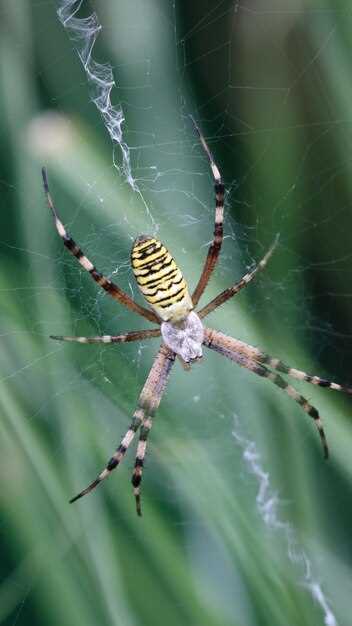 Les araignées grosses en rêve : peur ou transformation ?