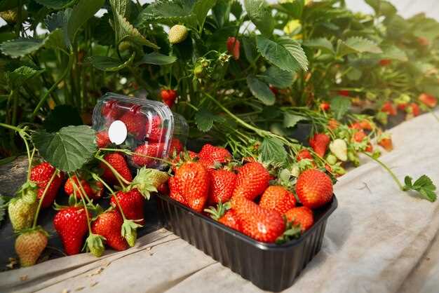 Les fraises et leur lien avec la sensibilité