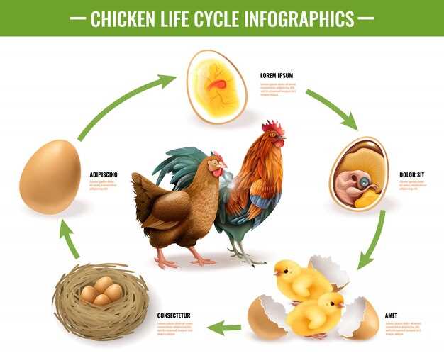 Les poulets dans les contes et les fables : interprétation à travers la littérature