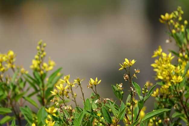 Millepertuis herbe en rêve : une signification profonde