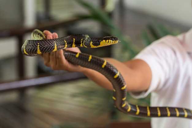 Morsure de serpent non venimeux en rêve : signification