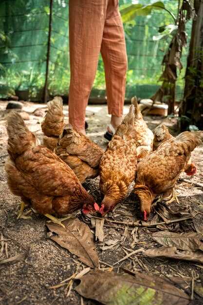 Les liens possibles entre le rêve de nourrir un coq et la vie quotidienne