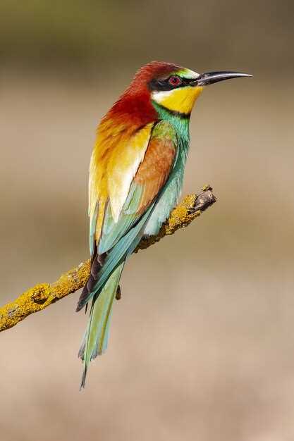 Comment interpréter les oiseaux colorés en rêve