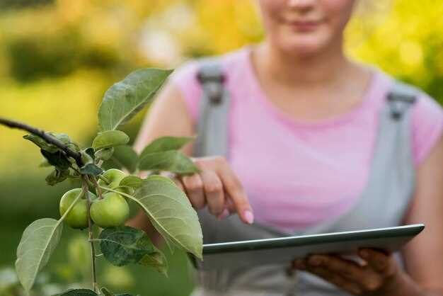 L'olive dans les rêves et la communication