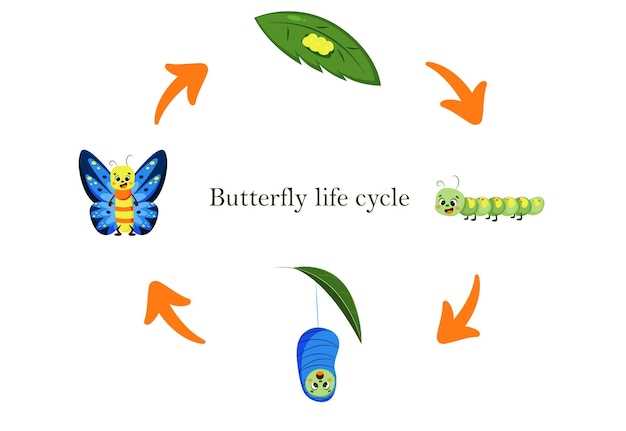 La signification du papillon dans la culture chinoise