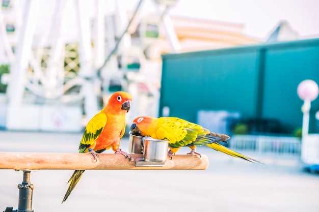Les différentes interprétations des perroquets en cage en rêve