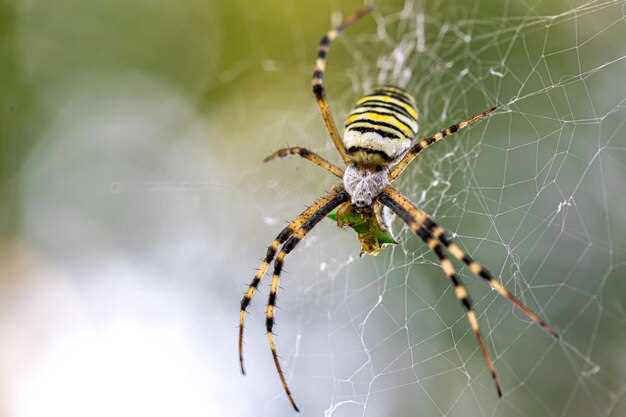 Symbolisme des araignées filantes