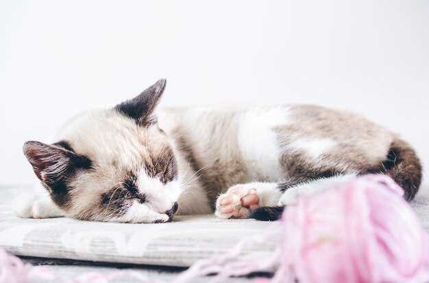 Le symbolisme des chatons blancs en rêve