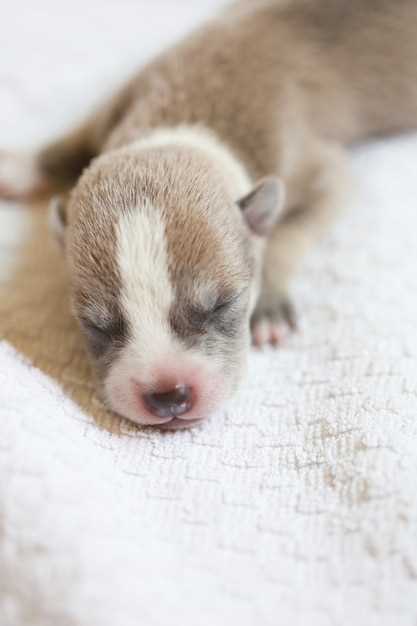 Les significations positives et négatives des rêves avec des petits chiots nouveau-nés