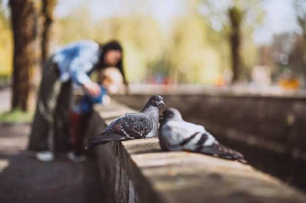 Rêves de pigeons : un symbole mystérieux