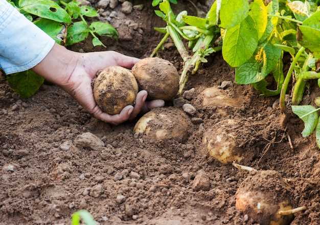 Les implications culturelles et historiques des pommes de terre