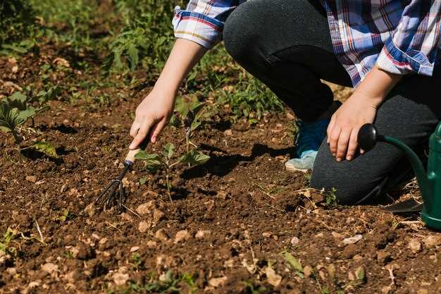 Les radis en pleine terre : une symbolique profonde dans les rêves