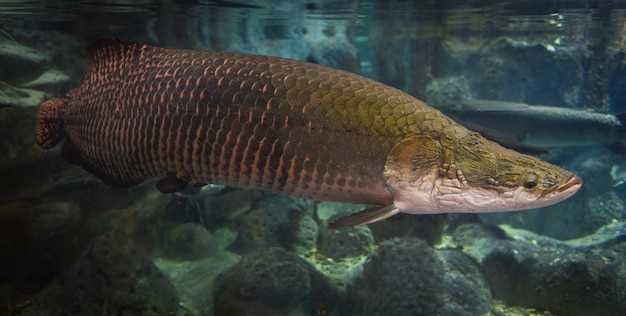 Poisson poilu en rêve : quelle signification ?