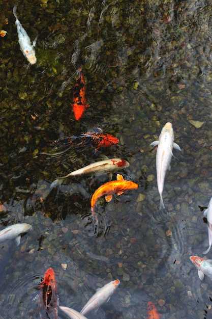 Le poisson rouge dans la culture japonaise