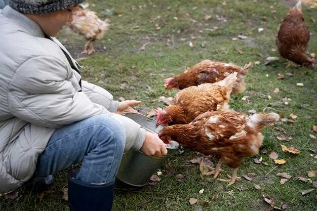 Rêve de poulet noir : signification