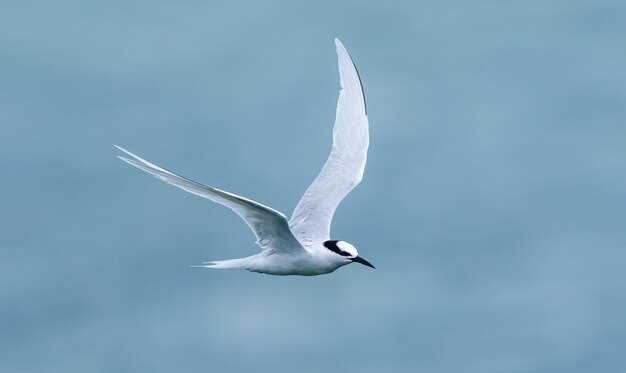 Les différentes cultures et l'oiseau blanc en rêve