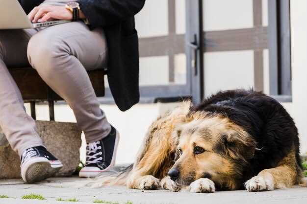 Les défis de prendre un chien dans un refuge en rêve