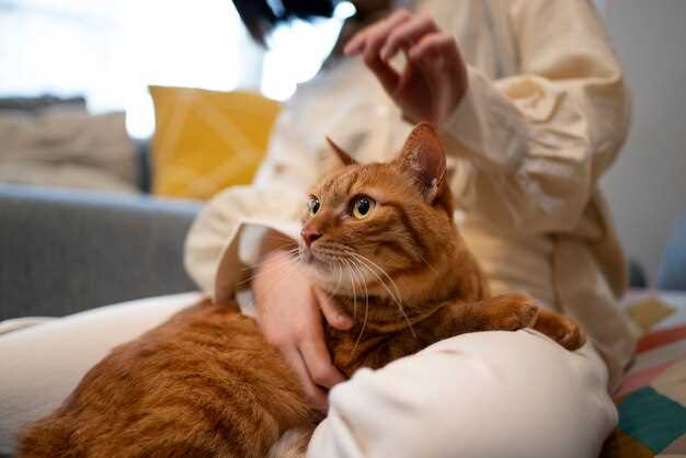 Le chaton roux comme guide spirituel