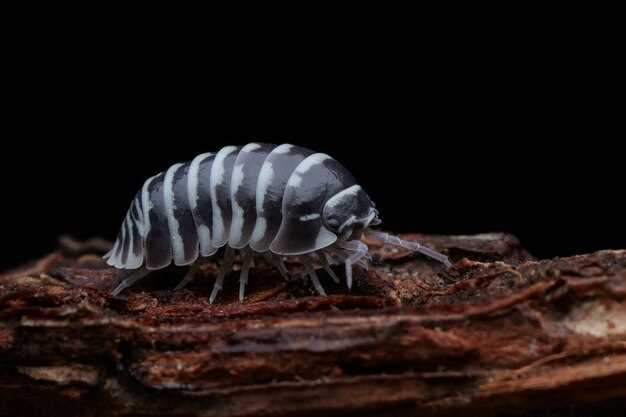 Signification de la mort du scorpion en rêve