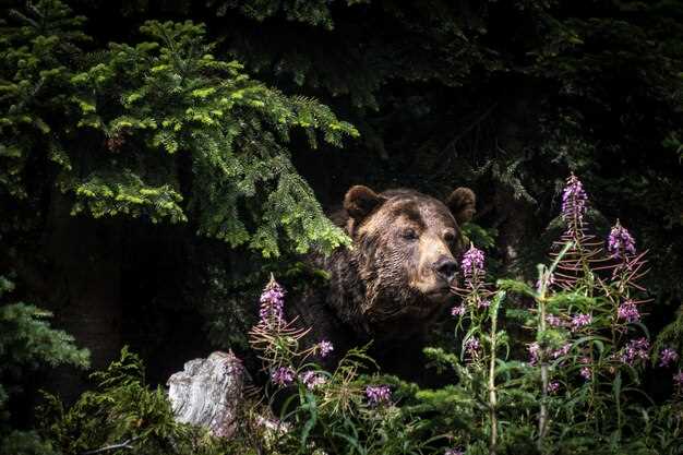 Les aspects psychologiques et émotionnels de se transformer en ours en rêve