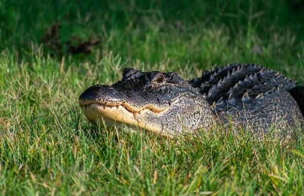 Signification psychologique des serpents et crocodiles morts