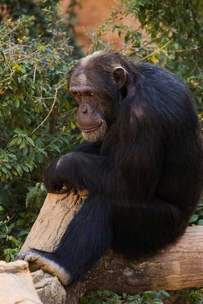 Les rêves positifs avec un singe gorille