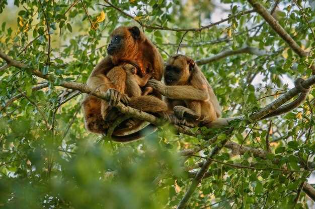 Les singes noirs dans les rêves prémonitoires