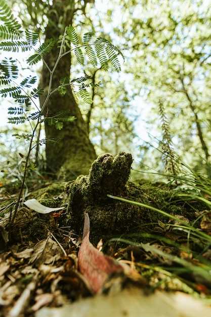 Il est important de prendre en compte nos propres associations personnelles avec les arbres et le tronc d'arbre en particulier. Chacun peut avoir une interprétation différente en fonction de son vécu, de ses croyances et de ses expériences de vie. Ainsi, pour comprendre pleinement la signification de ce symbole, il est nécessaire d'explorer nos propres sentiments et souvenirs associés à cette image.