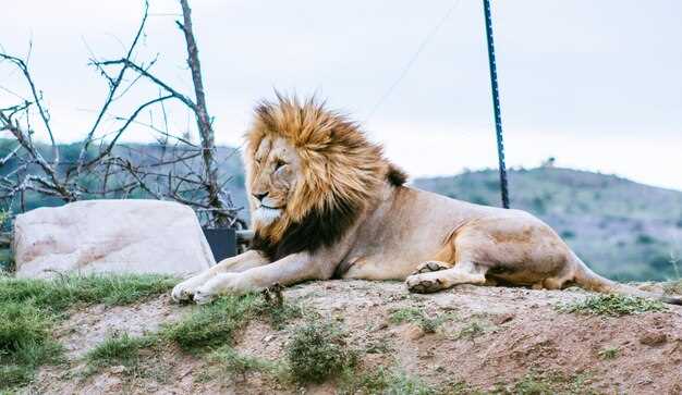 Le lion : un symbole de succès et de victoire