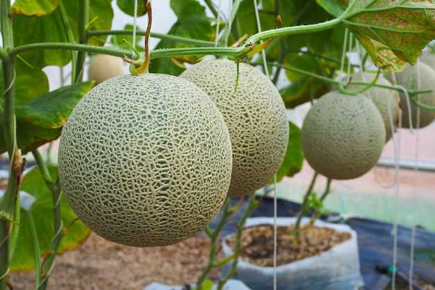 Rêve de manger un melon énorme