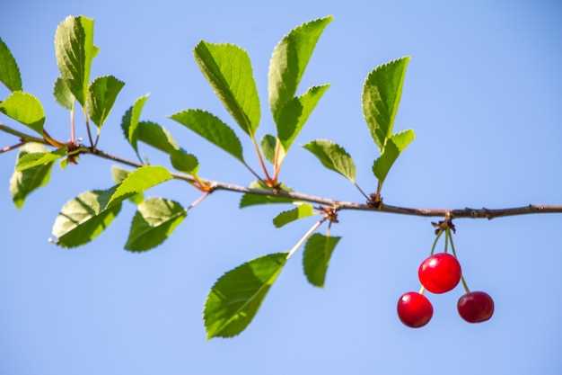 Les différentes couleurs des baies de cerises et leurs connotations symboliques