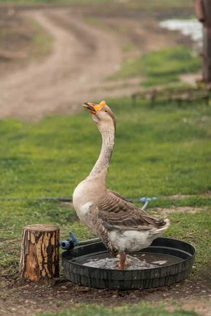 Interprétations du canard dans d'autres cultures